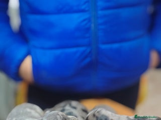 Teckel Miniatura perros Teckel miniatura - Anuncio 2