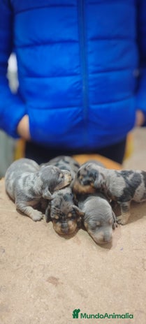 Teckel Miniatura perros Teckel miniatura - Anuncio 2