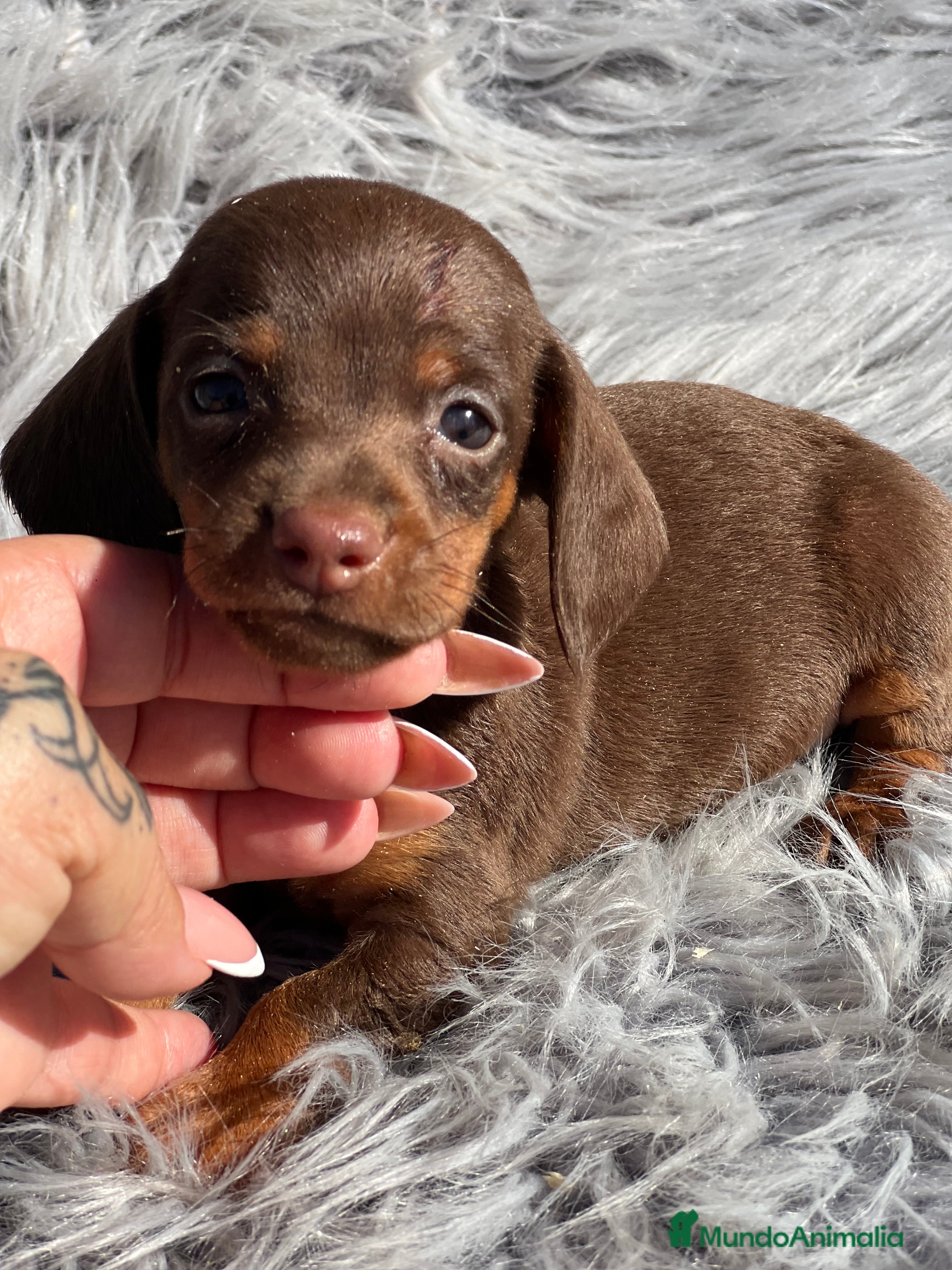 Teckel Miniatura perros Teckel Kaninchen  - Anuncio 16