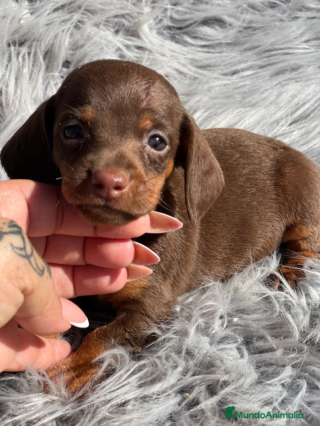 Teckel Miniatura perros en venta: Teckel Kaninchen  - Anuncio 1