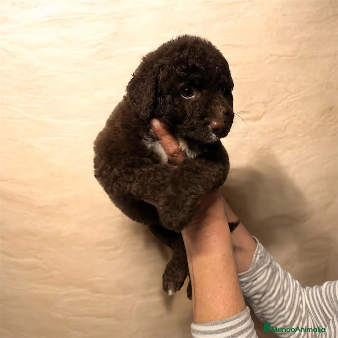 Perro de Agua Español perros en venta: Precioso Perro de Agua Español - Anuncio 2