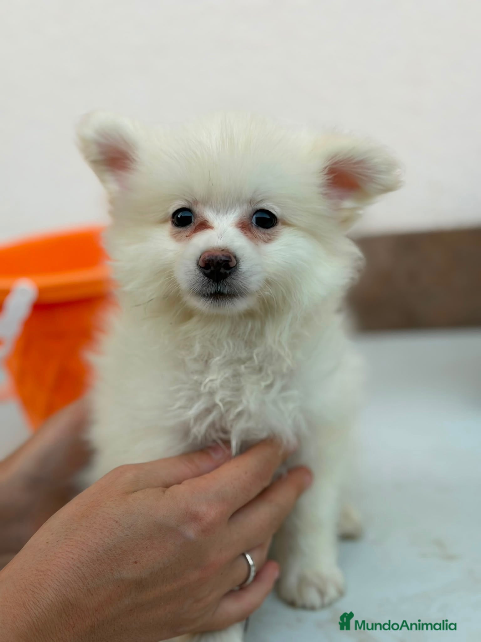 Pomerania perros Hembra pomerania🐶 - Anuncio 2