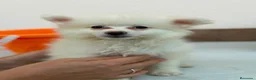 Pomerania perros en venta: Hembra pomerania🐶 - Anuncio 1