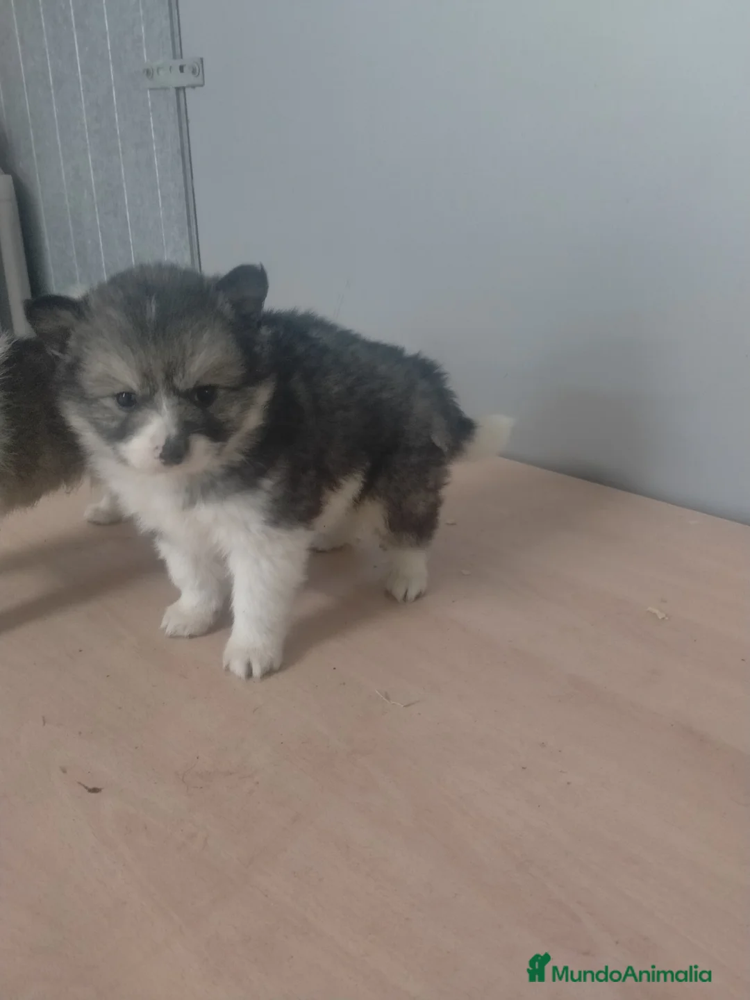 Pomsky perros en venta: Cachorritos de pomskys toys - Anuncio 1