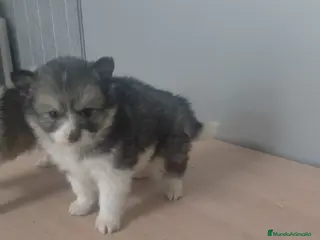 Pomsky perros Cachorritos de pomskys toys - Anuncio 2