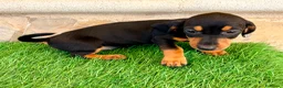 Teckel Miniatura perros en venta: Teckel miniatura negro fuego - Anuncio 14
