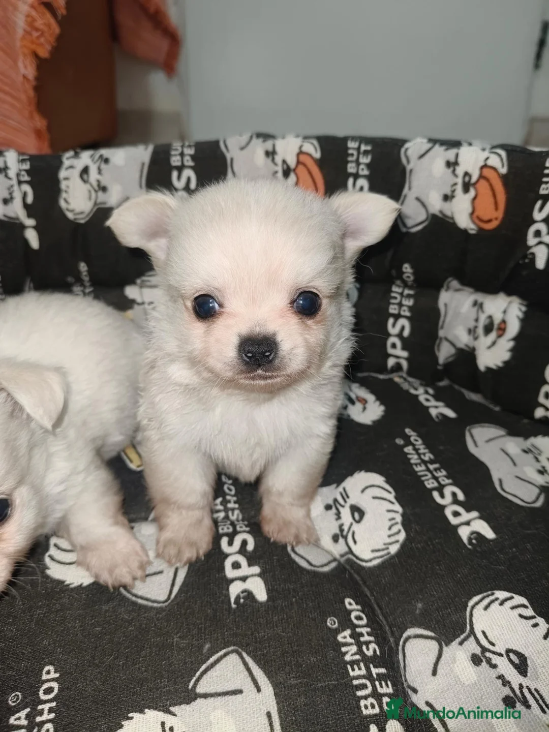 Chihuahua perros en venta: Chiahuahua pelo largo - Anuncio 1