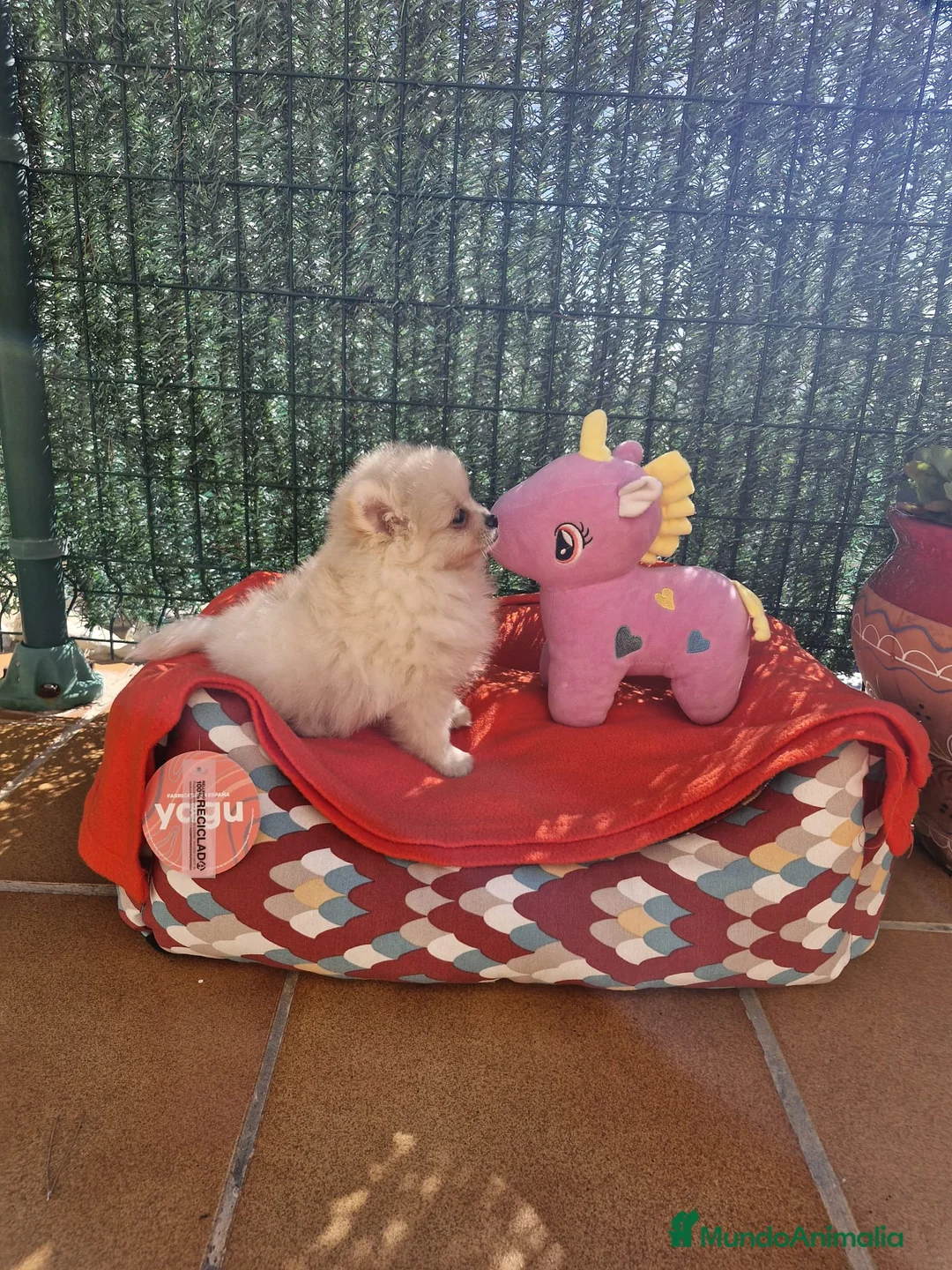 Pomerania perros en venta: Lulú de pomerania  en Barcelona - Anuncio 6