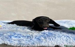 Teckel Miniatura perros en venta: TECKEL MINIATURA  - Imagen 4