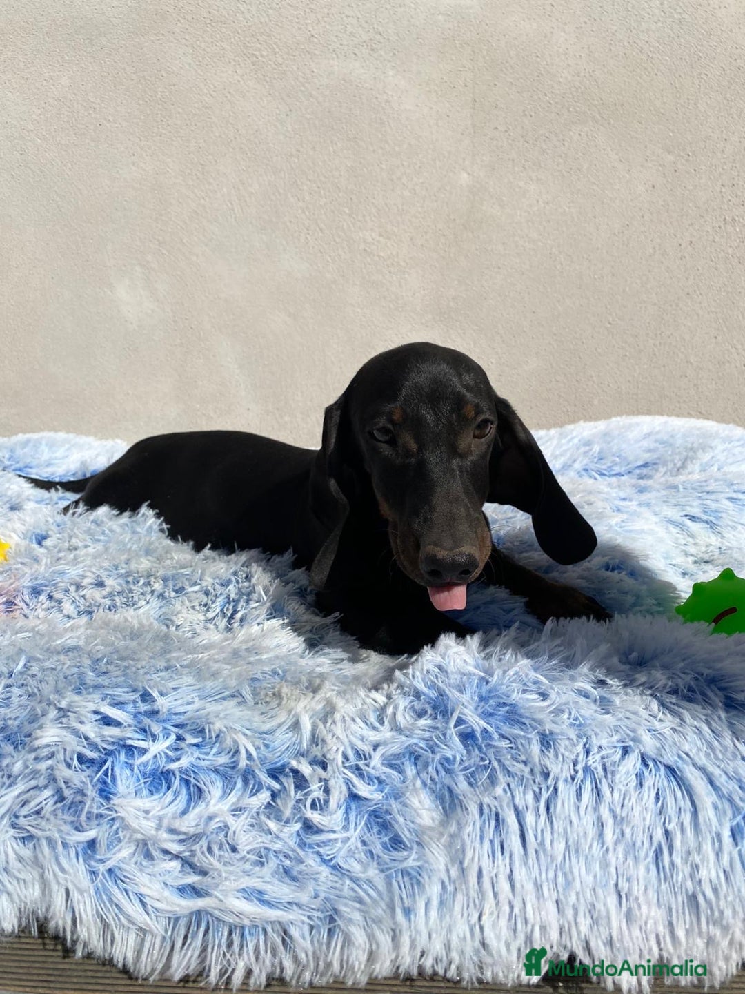 Teckel Miniatura perros en venta: TECKEL MINIATURA  - Imagen 4