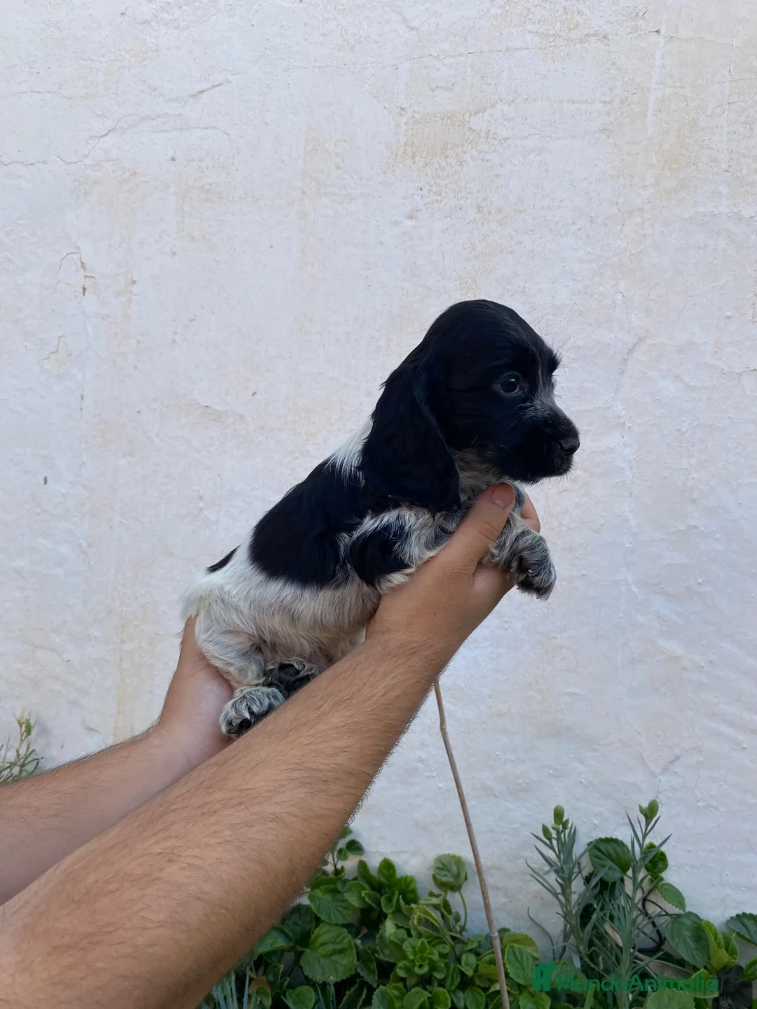 Cocker Spaniel Inglés perros en venta: Cachorro de Cocker Spaniel  - Anuncio 3