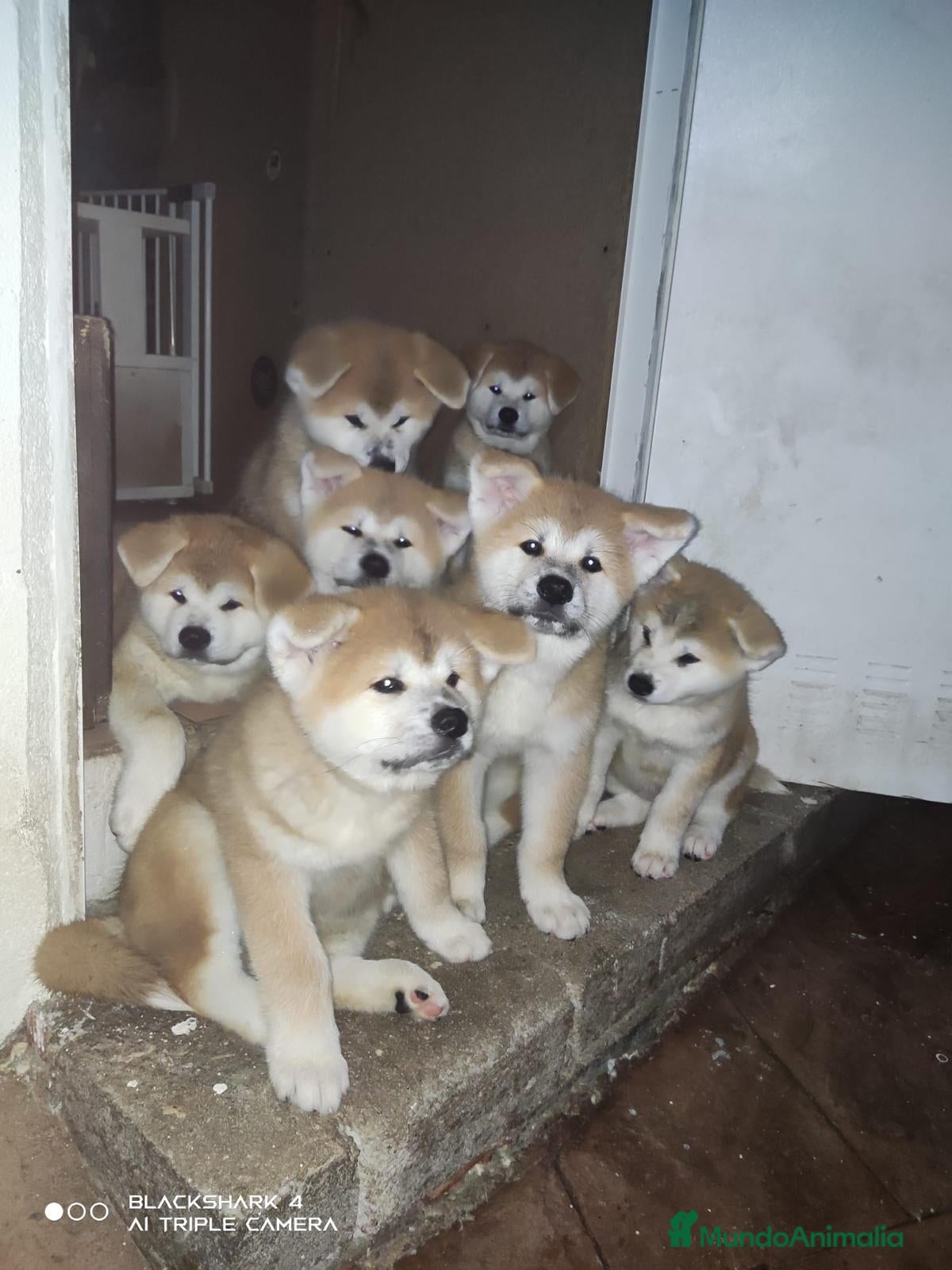 Akita Inu perros AKITA INU  - Anuncio 1