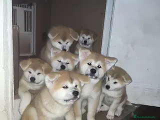 Akita Inu perros AKITA INU - Anuncio 1