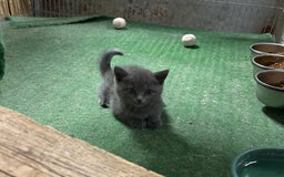 Británico de Pelo Corto Azul gatos en venta: British shorthair  - Imagen 6