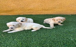 Golden Retriever perros en venta: GOLDEN RETRIEVER  - Imagen 3