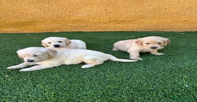 Golden Retriever perros - Anuncio 16