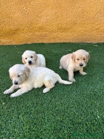 Golden Retriever perros - Anuncio 2