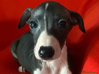 Pequeño Lebrel Italiano perros Camada Lebrel Italiano machos - AQUANATURA en Barcelona - Anuncio 1