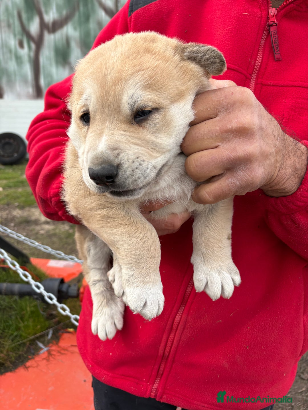 Mastín Español perros en venta: Macho mastín Español cachorro - Anuncio 9