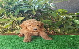 Caniche Enano perros en venta: Caniche enanos machos  - Imagen 3