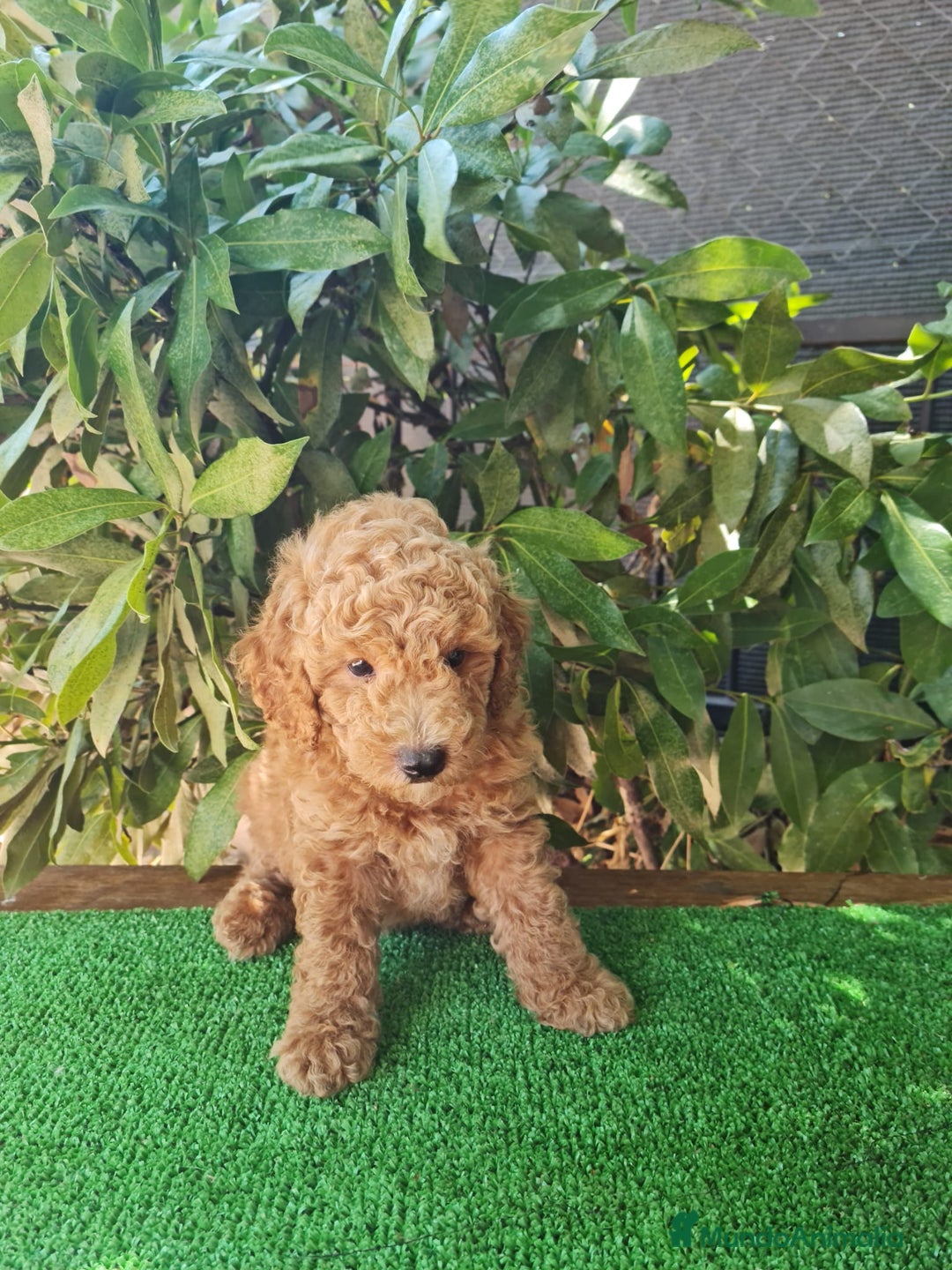 Caniche Enano perros en venta: Caniche enanos machos  - Imagen 3