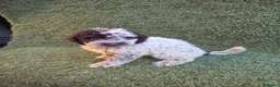 Perro de Agua Español perros en venta: Perro de aguas español - Anuncio 10