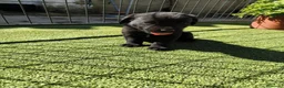 Labrador Retriever perros en venta: LABRADOR - Anuncio 9