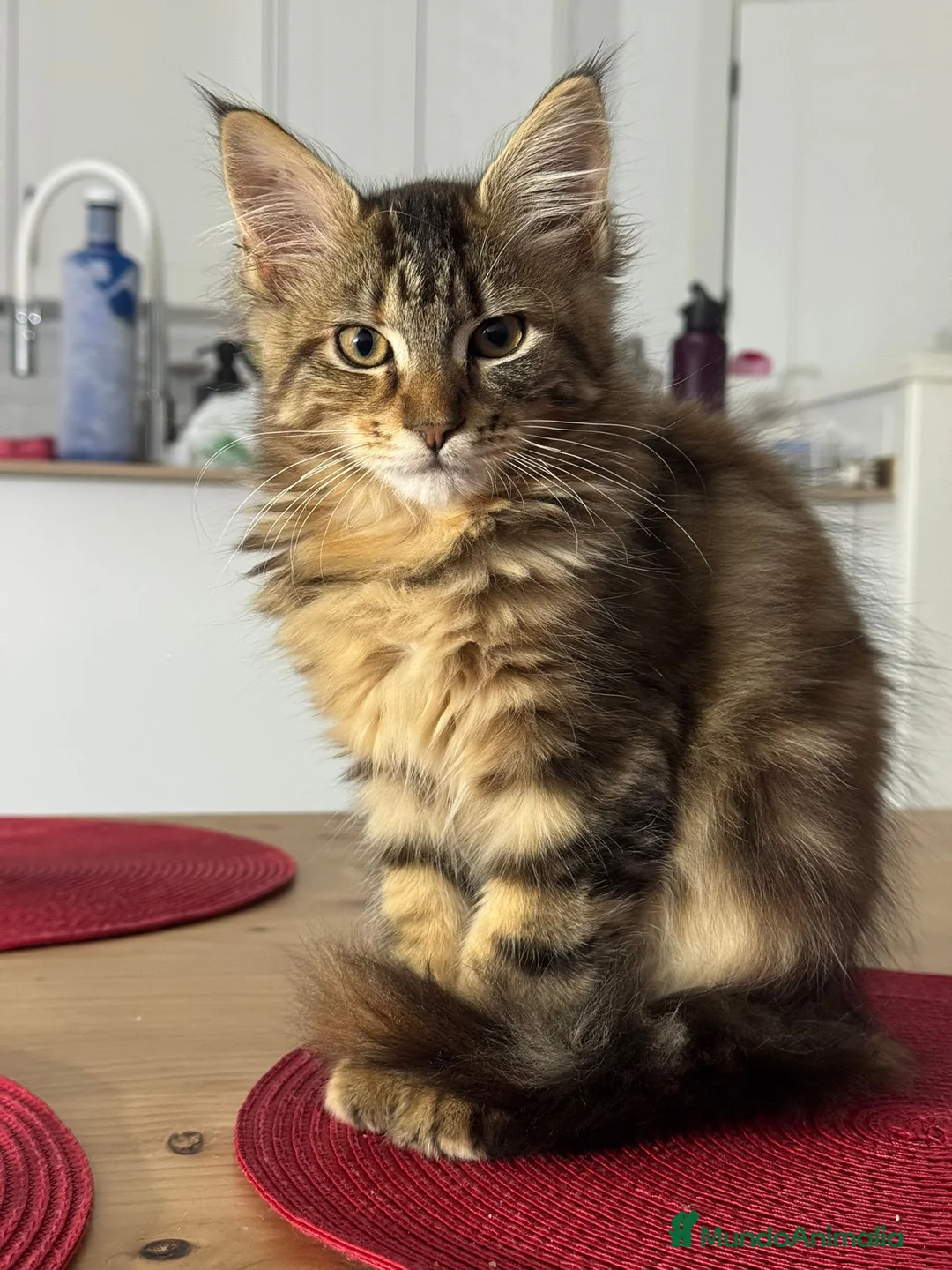 Maine Coon gatos en venta: Preciosa gatita Maine coon - Anuncio 14