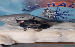 Chihuahua perros en venta: Último Chihuahua super toy  - Imagen 6