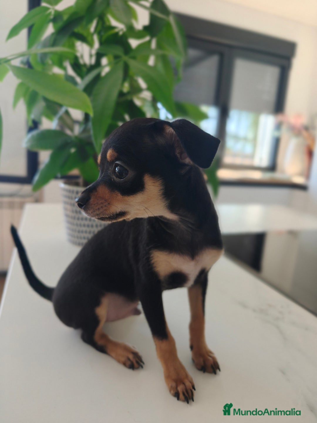 Pinscher Miniatura perros en venta: Mini pinchers  - Imagen 5