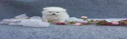 Pomerania perros en venta: PRECIOSO CACHORITO DE POMERANIA TOY   - Anuncio 12