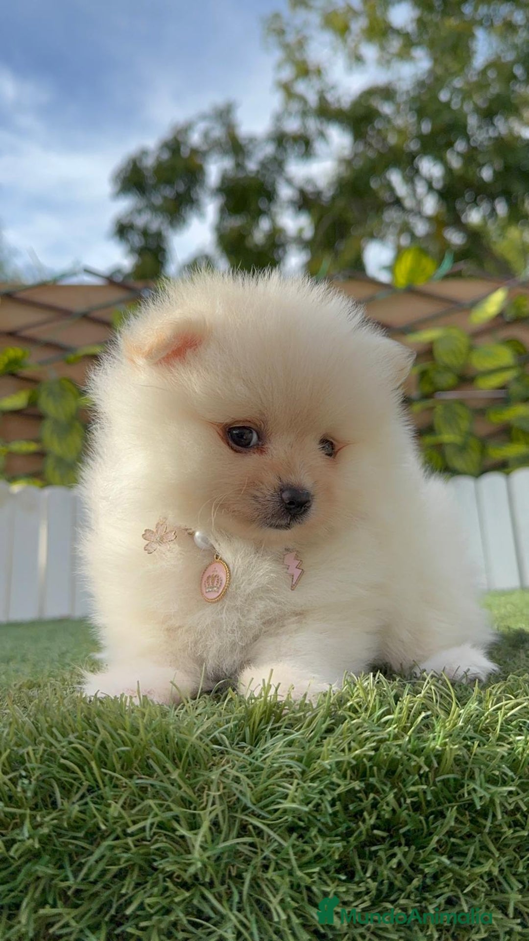 Pomerania perros en venta: POMERANIA HEMBRA - Imagen 8