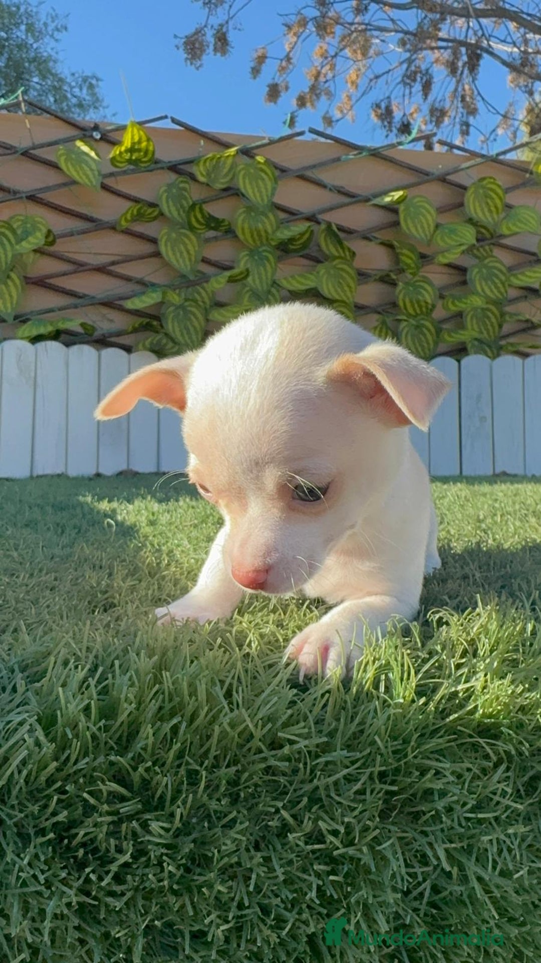 Chihuahua perros en venta: CHIHUAHUA  - Anuncio 21