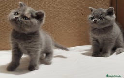 Británico de Pelo Corto Azul gatos en venta: British Shorthair - Imagen 9