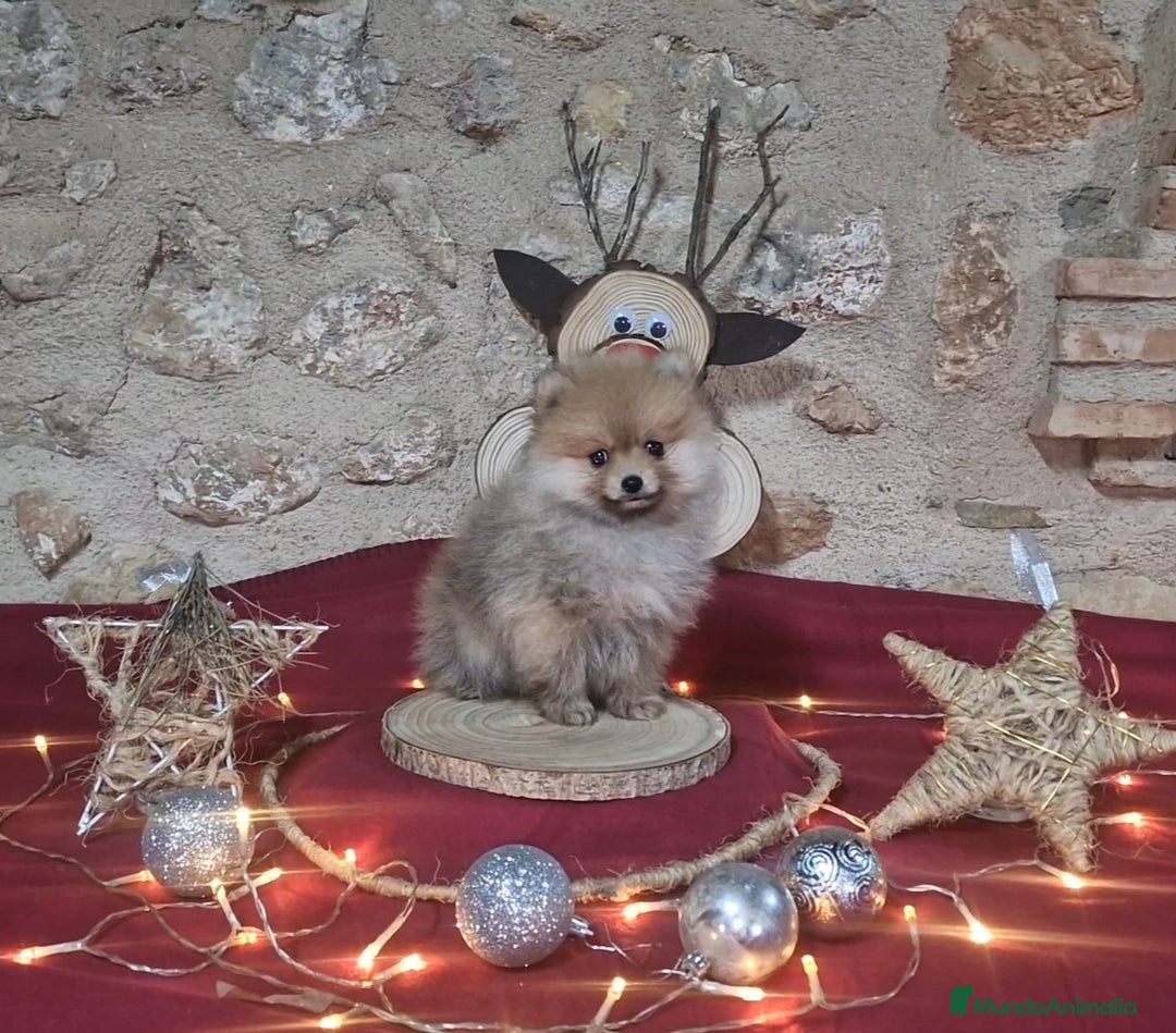 Pomerania perros en venta: Pomerania 50% linea Rusa - Anuncio 1