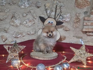 Pomerania perros Pomerania 50% linea Rusa - Anuncio 36