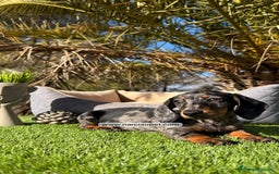 Teckel Miniatura perros en venta: VENTA DE TECKEL ARLEQUIN - Imagen 7