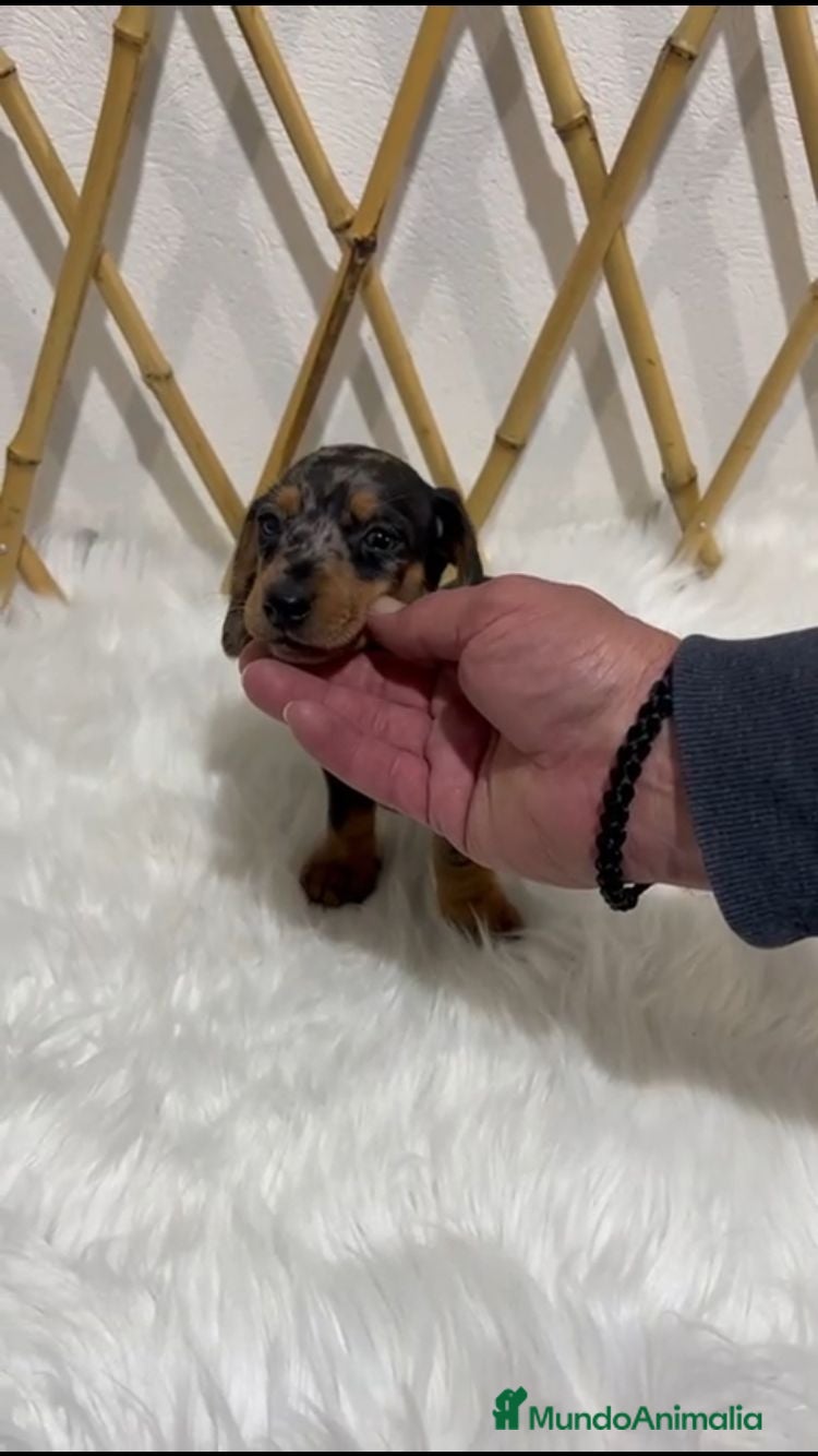 Teckel Miniatura perros TECKEL MINIATURA - Anuncio 4