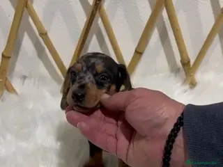 Teckel Miniatura perros TECKEL MINIATURA - Anuncio 2