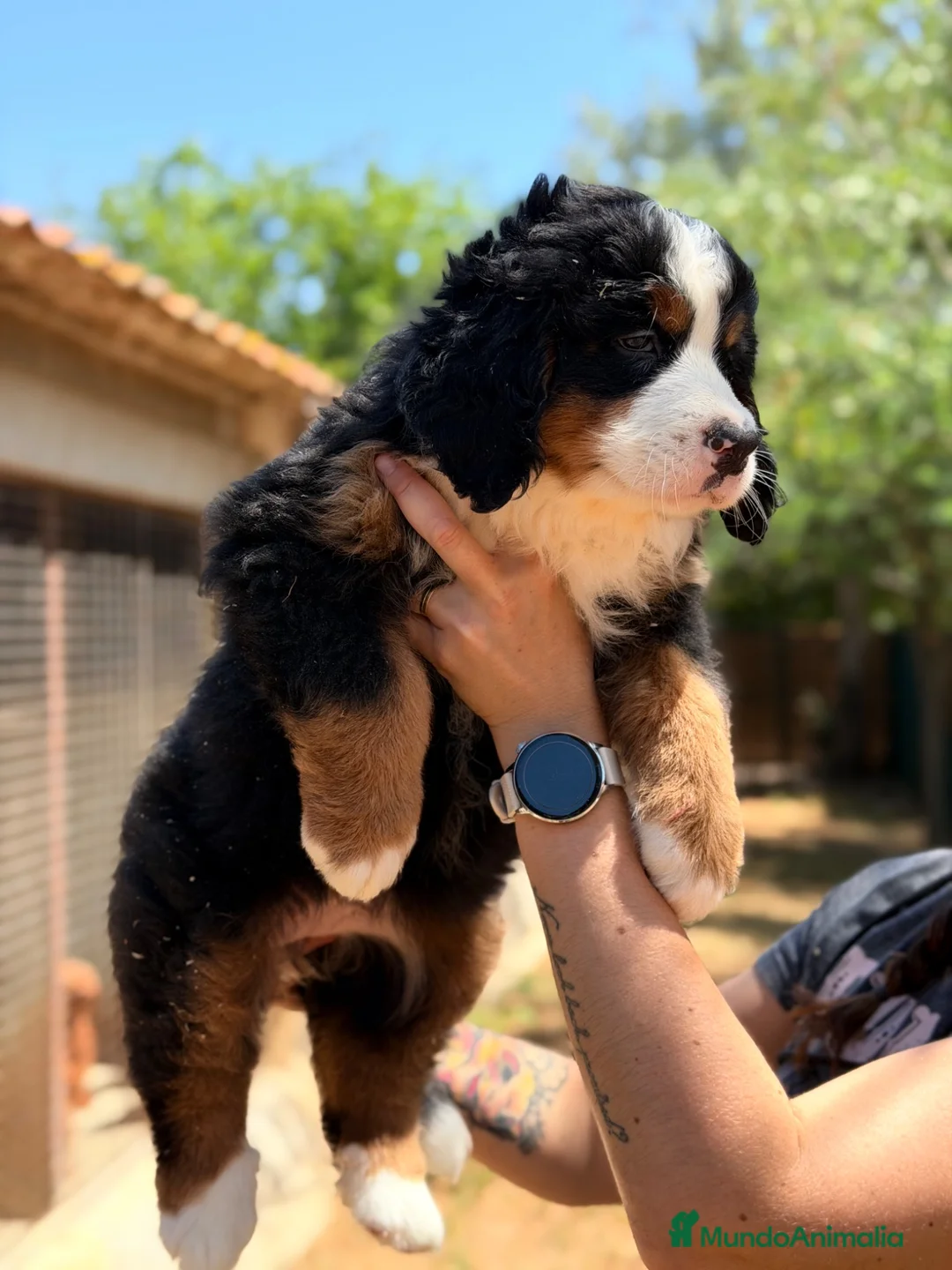 Boyero de Berna perros en venta: Boyero de Berna  - Anuncio 2