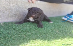 Perro de Agua Español perros en venta: PERROS DE AGUA - Imagen 11