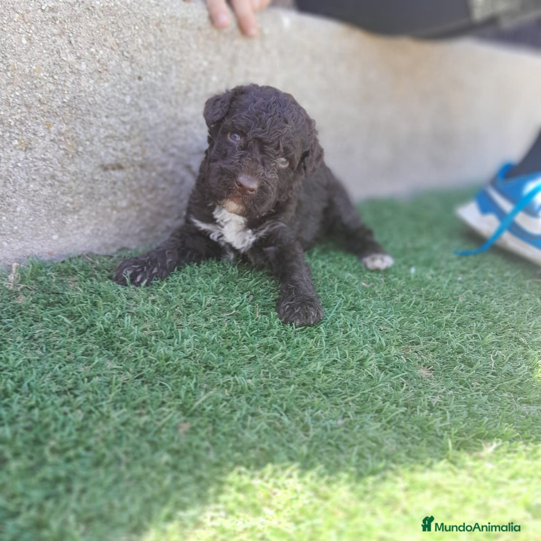 Perro de Agua Español perros en venta: PERROS DE AGUA - Imagen 11
