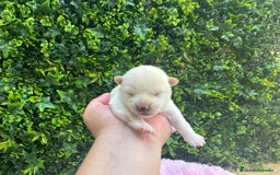 Shiba Inu perros en venta: CACHORROS SHIBA INU - Imagen 3