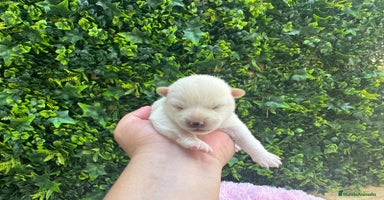 Shiba Inu perros - Propaganda 3