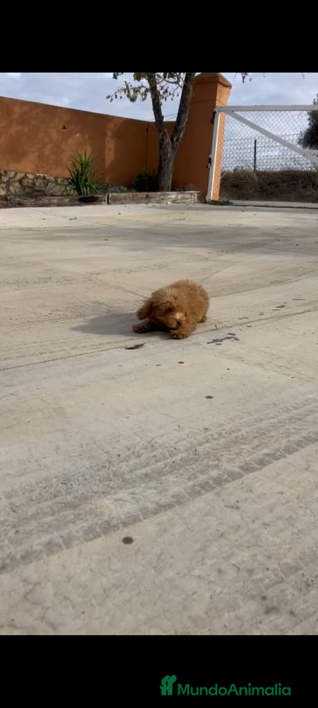 Caniche Enano perros en venta: Caniches enanos - Anuncio 3