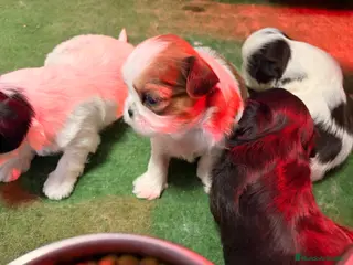 Shih Tzu perros Shih Tzu - Anuncio 17