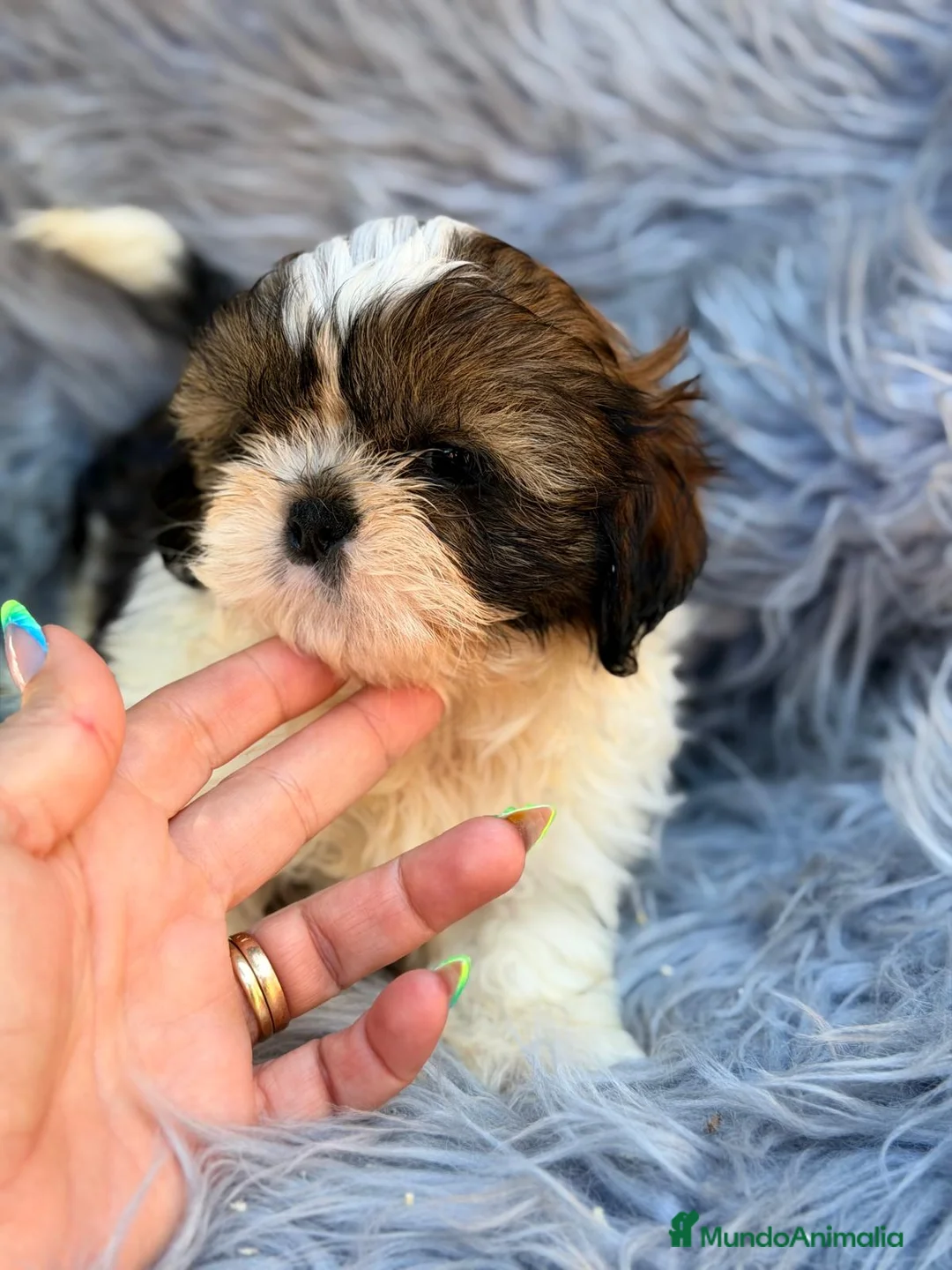 Shih Tzu perros en venta: SHIH TZU TRICOLOR  - Anuncio 5
