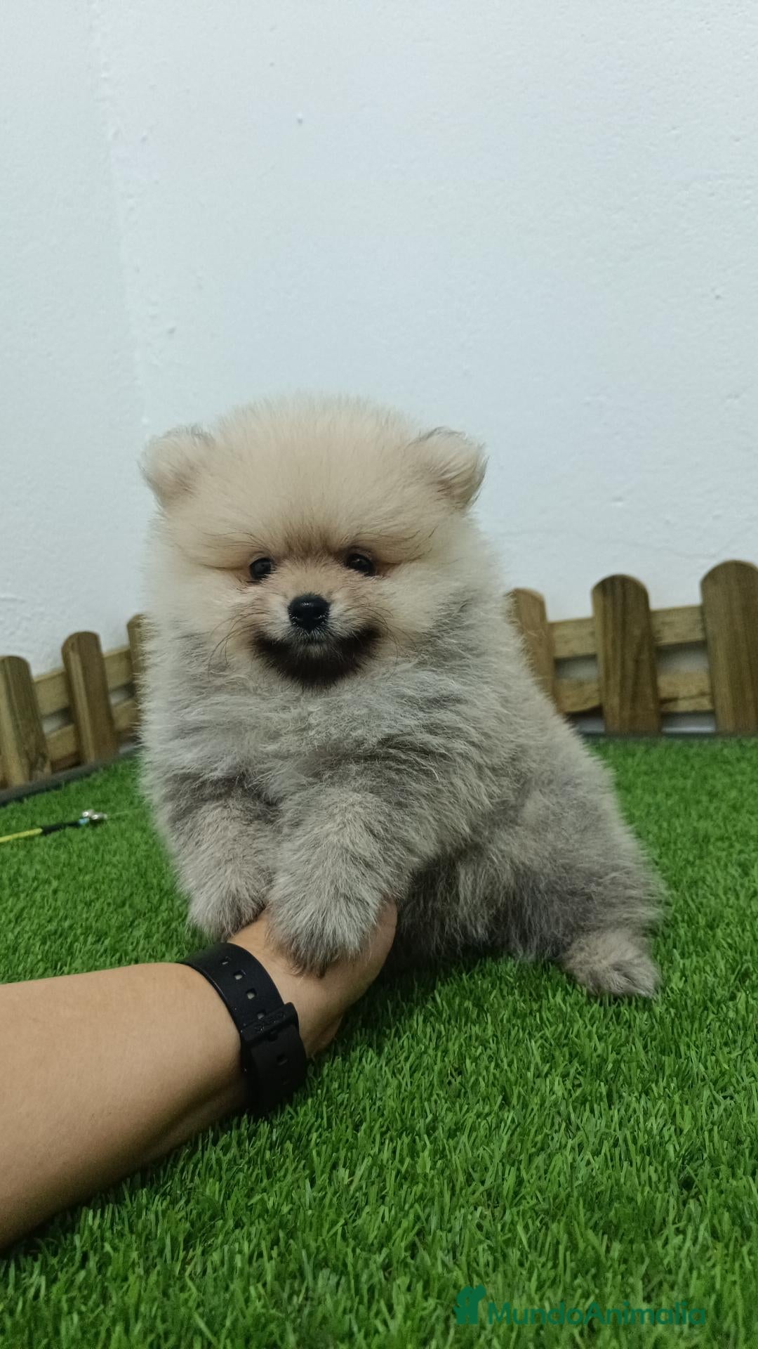Pomerania perros Pomerania macho  - Anuncio 2