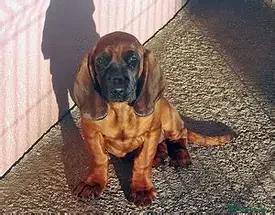 Sabueso de Sangre de Baviera perros SABUESO DE BAVIERA - 2 MESES - Anuncio 2