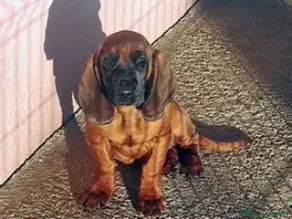 Sabueso de Sangre de Baviera perros SABUESO DE BAVIERA - 2 MESES - Anuncio 2